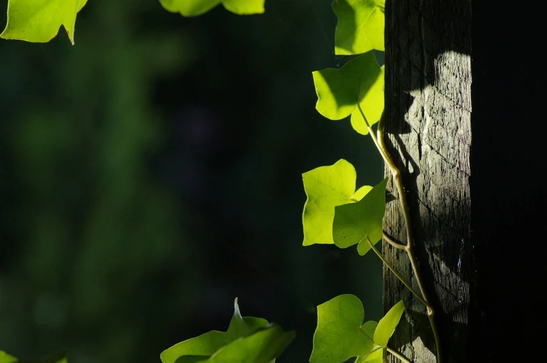 a close up of a tree trunk with green leaves, a picture, by Andrew Domachowski, some sunlight ray, creeper, back - lit, with ivy