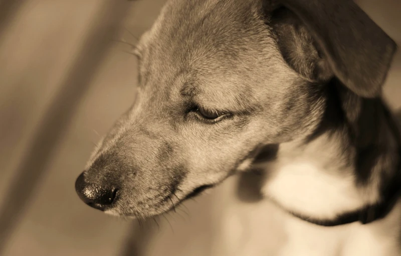 a black and white photo of a dog, inspired by Elke Vogelsang, sepia sun, god had dog chihuahua's head, bokeh”, movie still of a tired