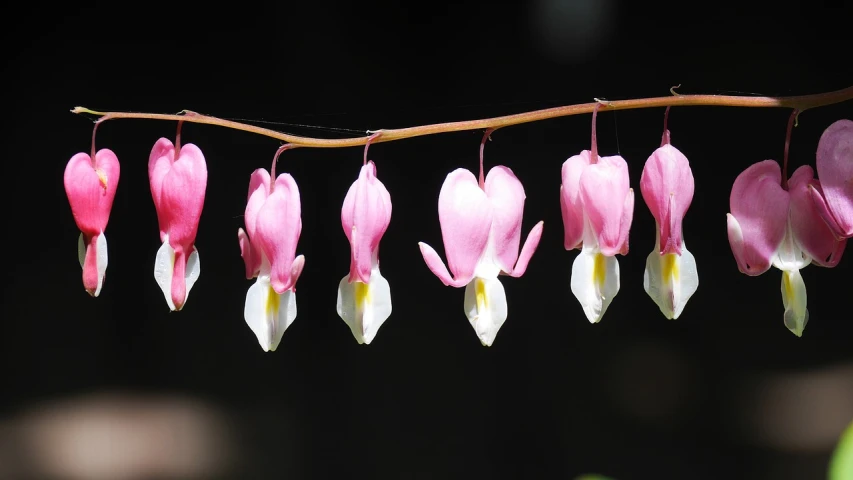 a bunch of pink flowers hanging from a branch, by Johannes Martini, flickr, several hearts, hanging veins, in a row, albino