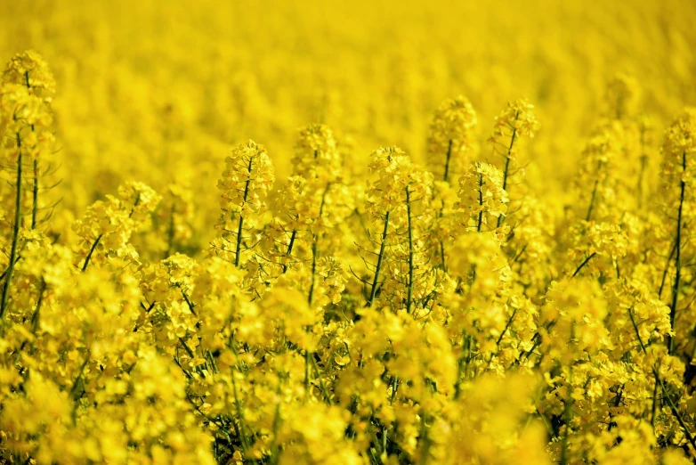 a field of yellow flowers on a sunny day, a picture, by Karl Völker, color field, 🐿🍸🍋, relaxed. gold background, grain”