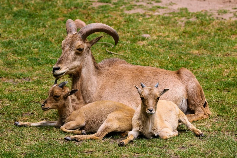 a herd of goats laying on top of a lush green field, a portrait, by Dietmar Damerau, shutterstock, real picture taken in zoo, happy family, high quality image”