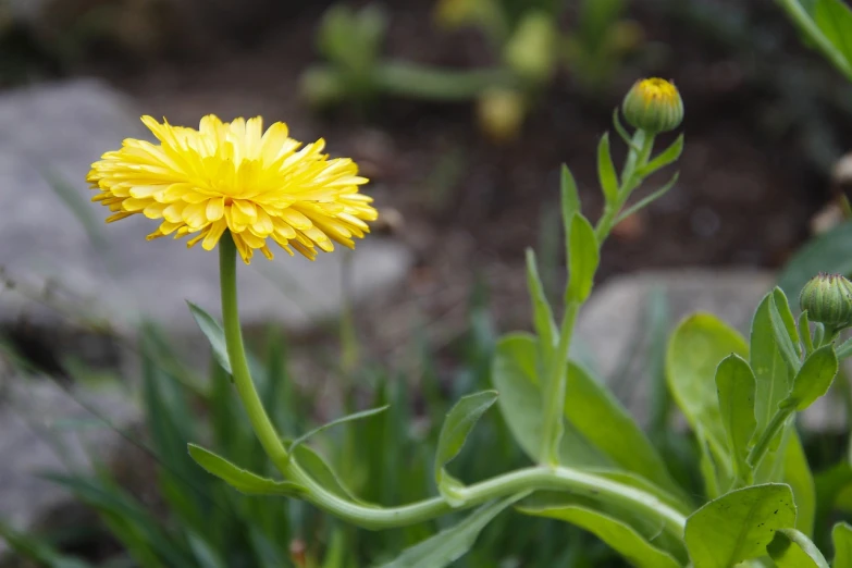 a yellow flower sitting on top of a green plant, arabesque, dandelion, bending down slightly, from wheaton illinois, flowering buds