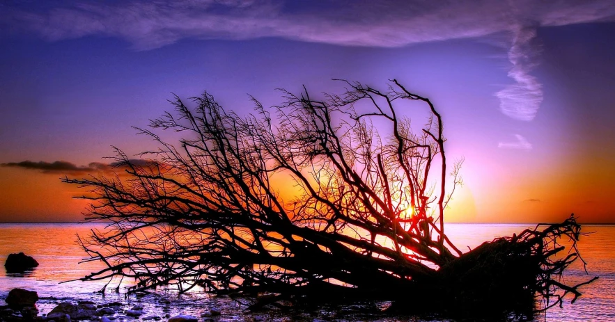 a tree that is sitting in the water, by Jan Rustem, flickr, romanticism, violet and yellow sunset, driftwood, with branches! reaching the sky, profile shot