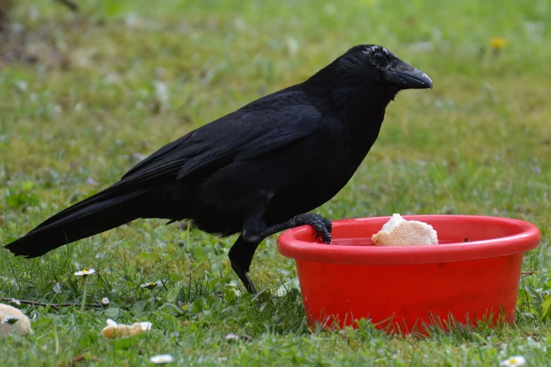 a black bird standing on top of a red bowl, pixabay, vanitas, eating outside, dressed in black, the photo shows a large, snacks