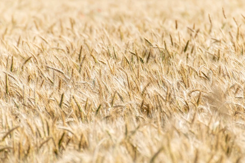 a bird sitting in the middle of a field of wheat, a macro photograph, by Karl Pümpin, precisionism, empty wheat field, loosely cropped, 1128x191 resolution, stock photo