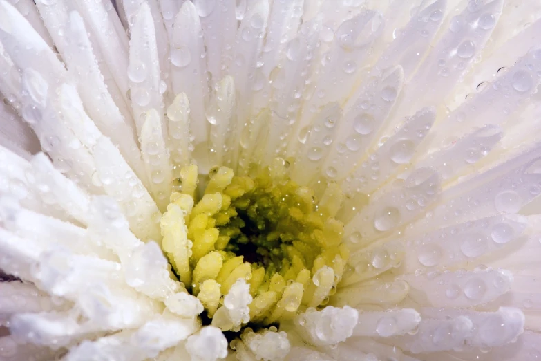 a close up of a white flower with water droplets, by Jan Rustem, chrysanthemum and hyacinth, highly_detailded, halogen, giant daisy flower over head