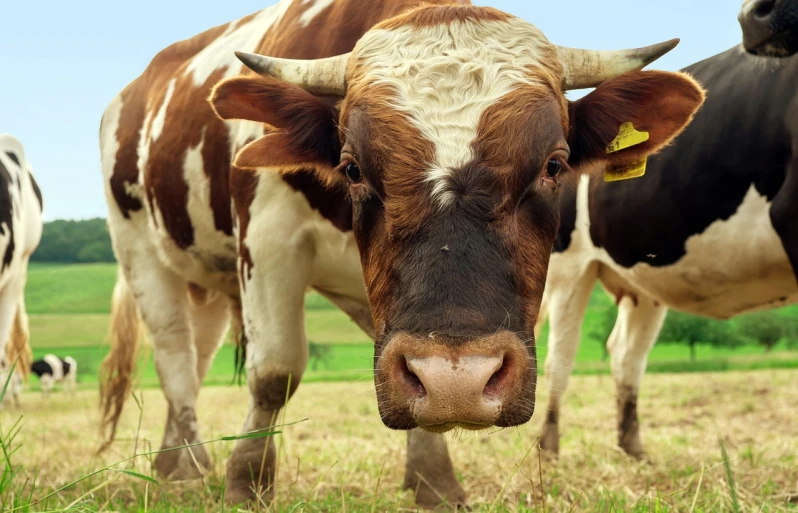 a brown and white cow standing on top of a grass covered field, shutterstock, renaissance, closeup at the face, square nose, shot from a low angle, two horns