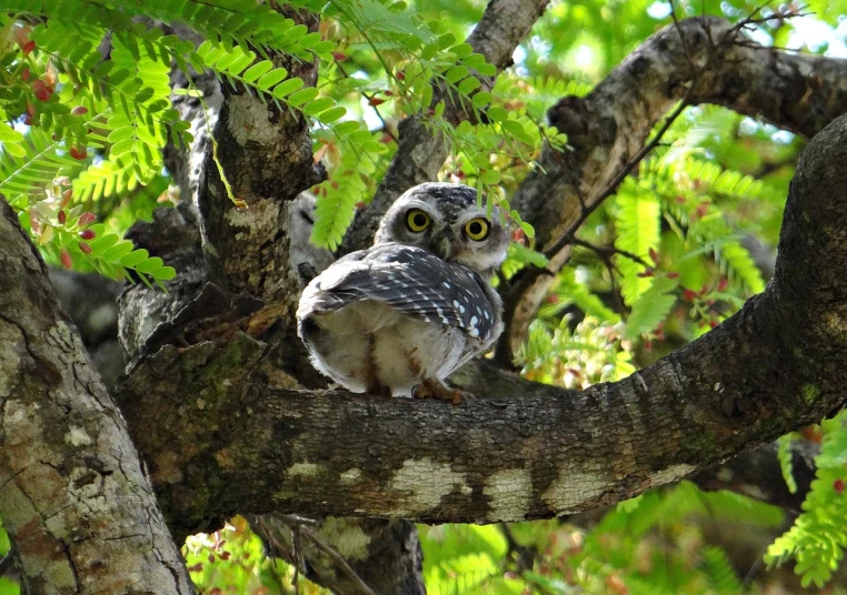 a small owl sitting on top of a tree branch, flickr, brazilian, sheltering under a leaf, new mexico, ❤🔥🍄🌪