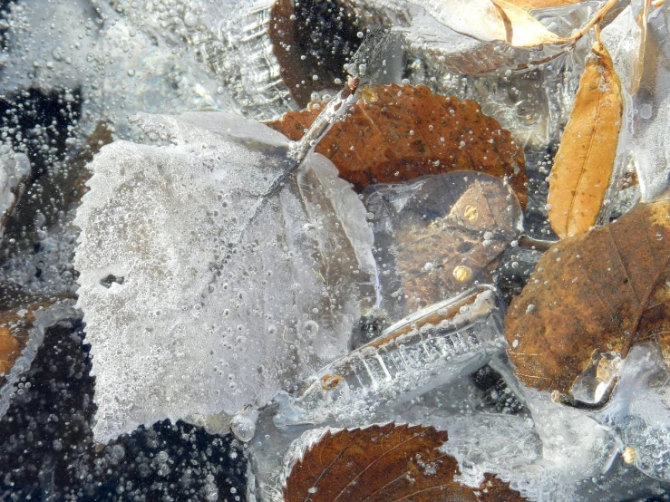 a bottle of water sitting on top of a pile of leaves, a macro photograph, inspired by Arthur Burdett Frost, crystal cubism, seafood in preserved in ice, birch, transparent wings, in an icy river