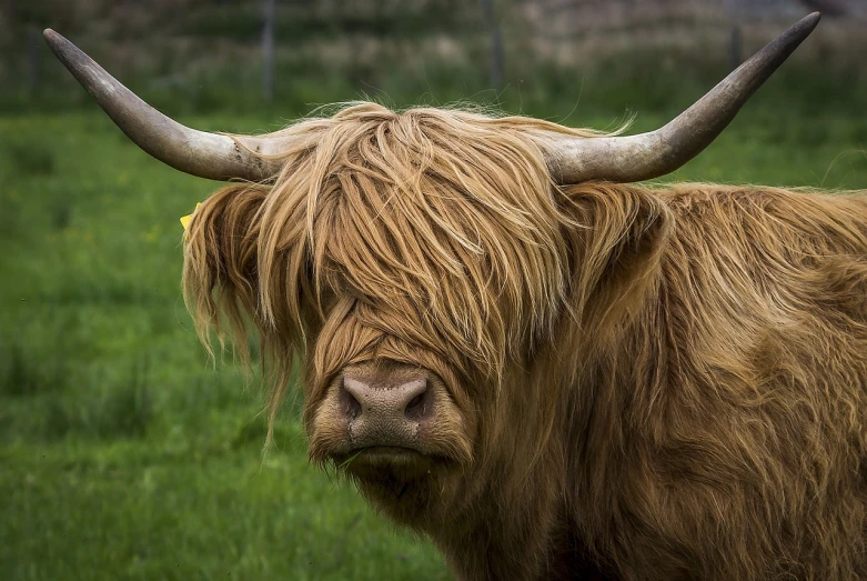 a long haired cow standing on top of a lush green field, by Richard Carline, pixabay contest winner, renaissance, face-on head shot, scottish, golden taurus, head macro