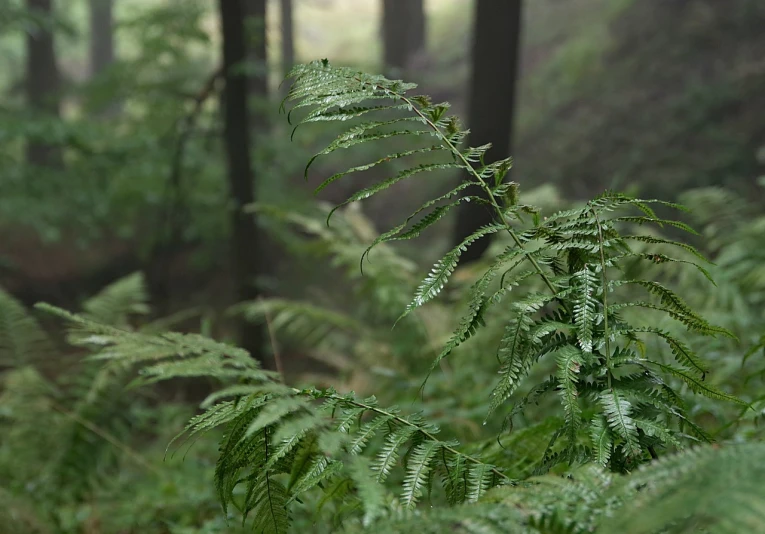 a close up of a fern plant in a forest, a portrait, misty and raining, viewed from the side, forest plains of north yorkshire, nothofagus