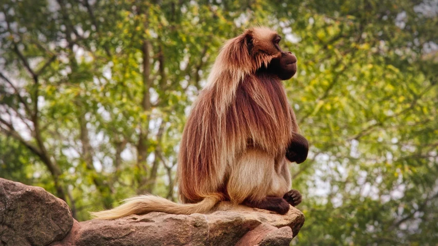 a monkey sitting on top of a large rock, inspired by Alex Petruk APe, flickr, sumatraism, long mane, 🦑 design, african sybil, in the zoo exhibit