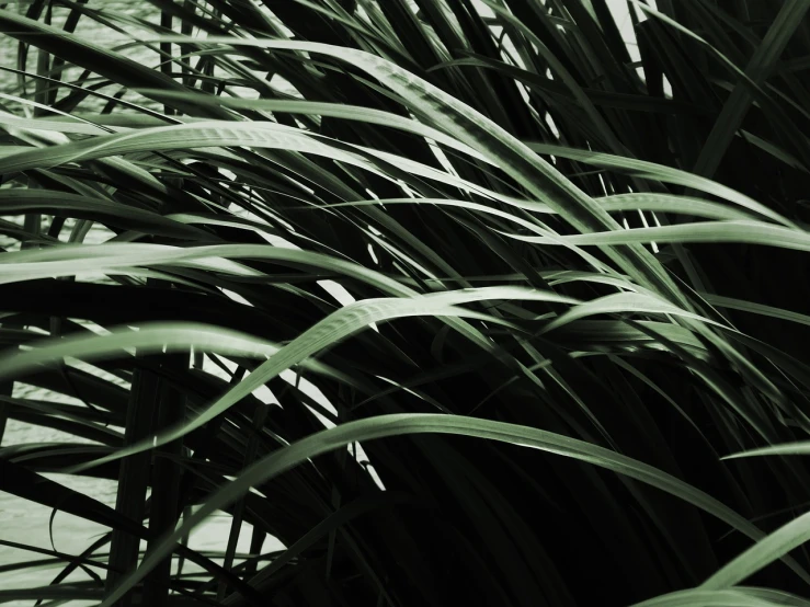 a black and white photo of a plant, a picture, by Karl Buesgen, digital art, stylized grass texture, vibrant colorful green leaves, lines of energy, low quality photo