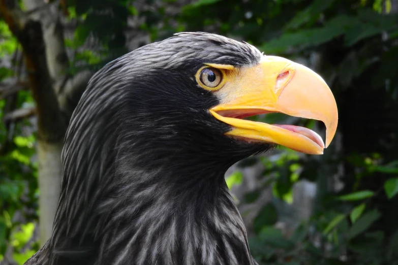 a close up of an eagle's head with trees in the background, a portrait, by Dietmar Damerau, pexels contest winner, photorealism, with a yellow beak, fierce expression 4k, age 2 0, italian