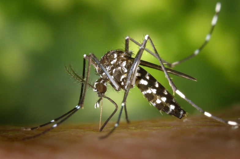 a close up of a mosquito on a person's skin, a macro photograph, pixabay, hurufiyya, avatar image, 2 0 1 0 photo, gardening, sickness