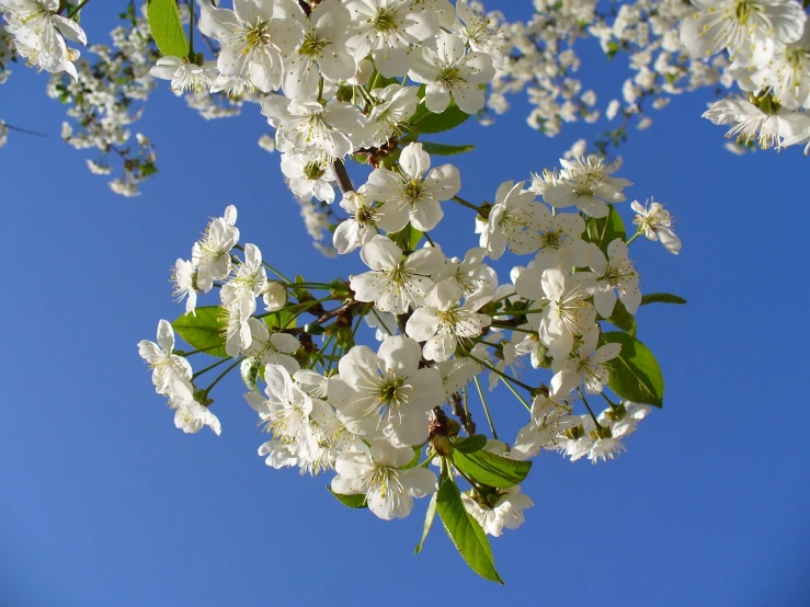 a tree with white flowers against a blue sky, a picture, flickr, cherry explosion, beautiful flowers, very detaile, emerald