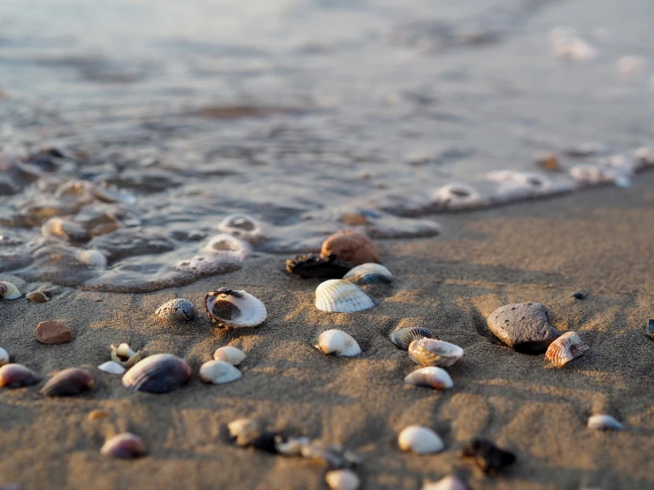 a bunch of shells sitting on top of a sandy beach, a tilt shift photo, waves and splashes, closeup photo, evening at dusk, close up photo