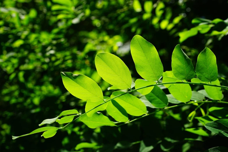 a close up of a plant with green leaves, by Jan Rustem, flickr, hurufiyya, moringa oleifera leaves, nice spring afternoon lighting, !! low contrast!!, green flora forest