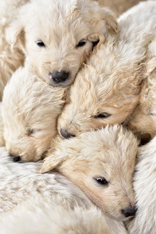 a group of puppies laying on top of each other, a stock photo, by Dietmar Damerau, shutterstock, fine art, long fluffy blond curly hair, high angle close up shot, highly detailed close up shot, soggy