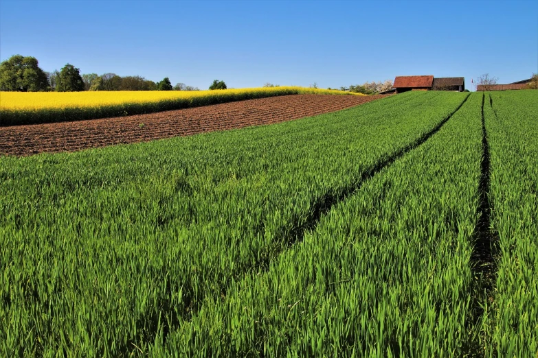 a field of green grass with a barn in the distance, a picture, by Karl Hagedorn, shutterstock, color field, immaculate rows of crops, some yellow green and blue, lower saxony, next to a red barn