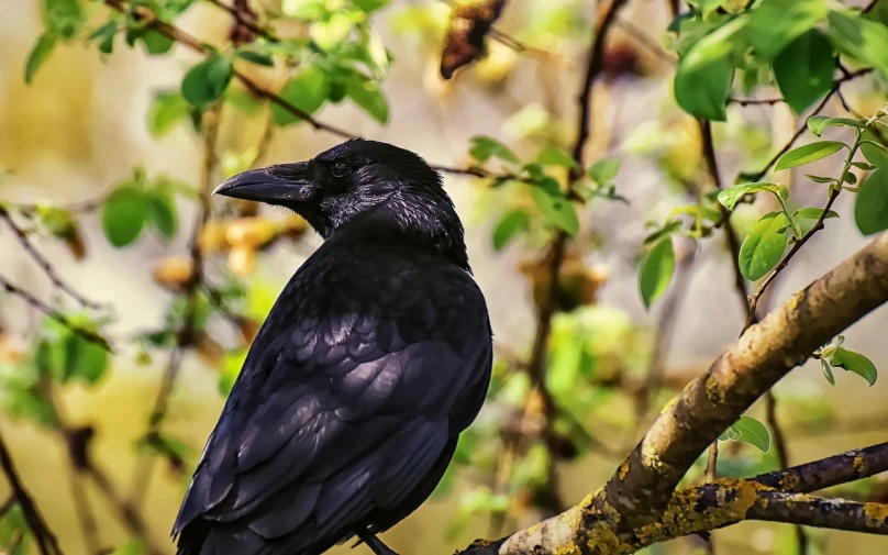 a black bird sitting on top of a tree branch, a portrait, inspired by Gonzalo Endara Crow, shutterstock, renaissance, 🦩🪐🐞👩🏻🦳, hdr photo, 4 0 9 6