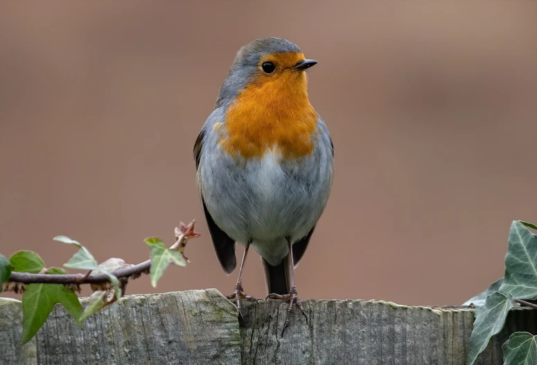 a small bird sitting on top of a wooden fence, a portrait, by John Gibson, shutterstock, looking majestic in forest, robin, 1/1250s at f/2.8, pretty face!!