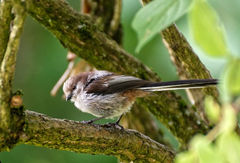 a small bird sitting on top of a tree branch, by Peter Churcher, thick fluffy tail, detailed zoom photo, 1 female, trimmed with a white stripe