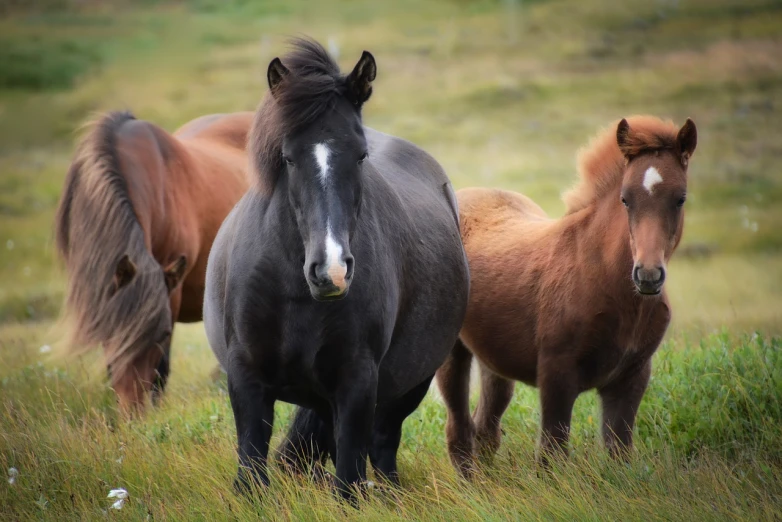 two horses standing next to each other in a field, a portrait, by Terese Nielsen, pixabay, her belly is fat and round, iceland, princess in foreground, one black