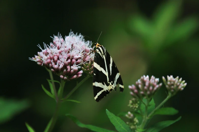 a close up of a butterfly on a flower, by Tom Carapic, flickr, romanticism, trimmed with a white stripe, by greg rutkowski, moths, black butterflies