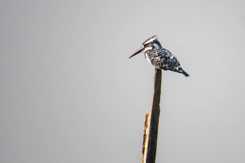 a bird sitting on top of a wooden stick, a stipple, hurufiyya, white with black spots, photo taken from far away, regal pose, photo mid shot