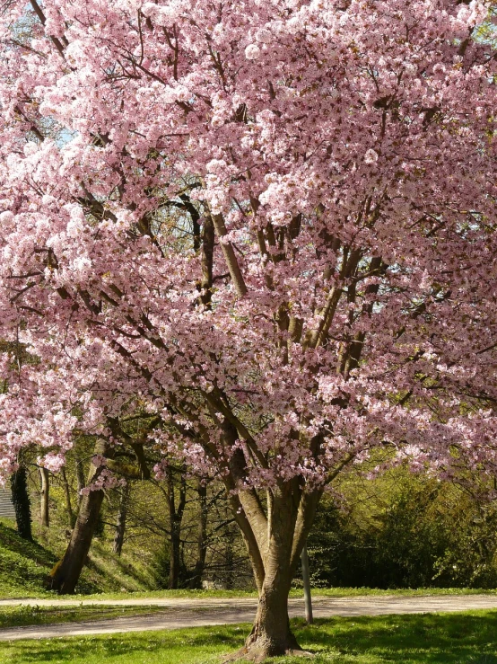 a bench under a pink tree in a park, inspired by Jane Nasmyth, view from bottom to top, sakura bloomimg, david hardy, hillside