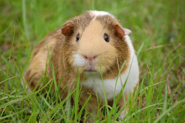 a brown and white guinea standing on top of a lush green field, renaissance, pig nose, photo of a hamster, istockphoto, wikimedia