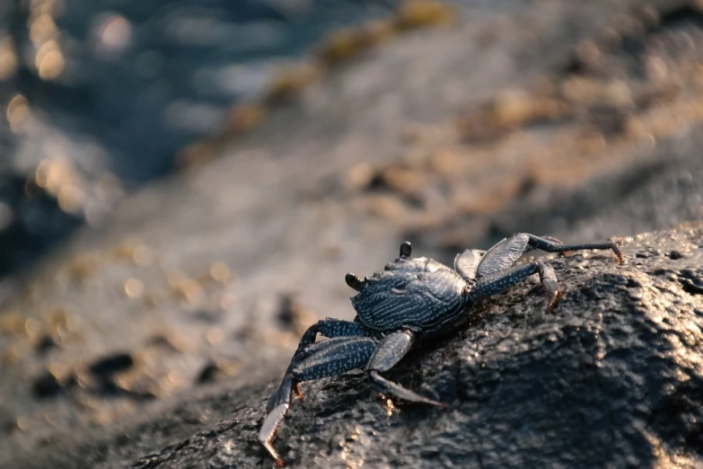 a crab that is sitting on a rock, a macro photograph, unsplash, hurufiyya, scorpions, near the sea, very sharp photo, gray