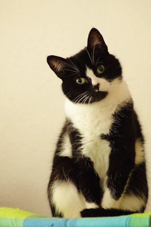 a black and white cat sitting on top of a bed, a portrait, flickr, looking smart, with a white nose, wikimedia, sharp focus!