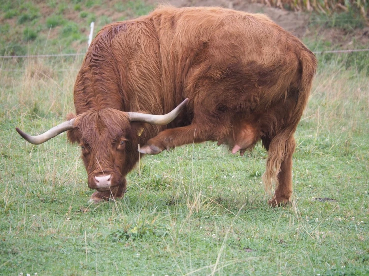 a brown cow standing on top of a lush green field, horns under his cheek, orange fluffy belly, crouching, scottish style