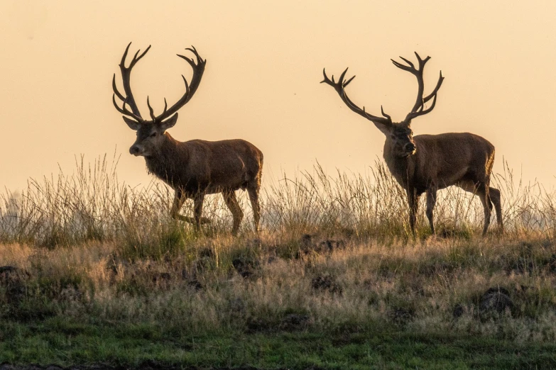 a couple of deer standing on top of a grass covered field, by Jesper Knudsen, sun down, great horns, bisley, in a row