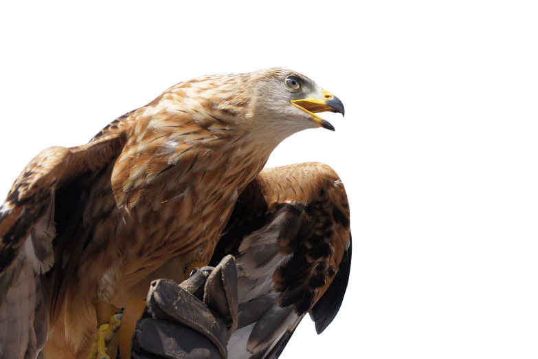 a close up of a bird of prey, shutterstock, hurufiyya, on black background, sharp claws for hands, stock photo, tengri
