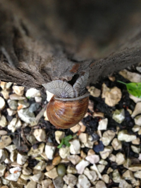 a snail crawling on top of a piece of wood, eyeball growing form tree branch, grey ears, spiral horns!, round about to start