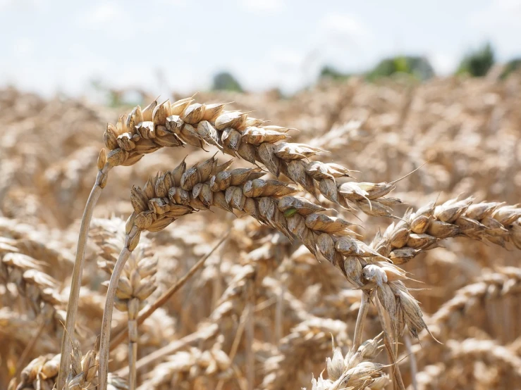 a field of ripe wheat on a sunny day, a portrait, pexels, precisionism, wikimedia commons, garner holt, blond, close up image