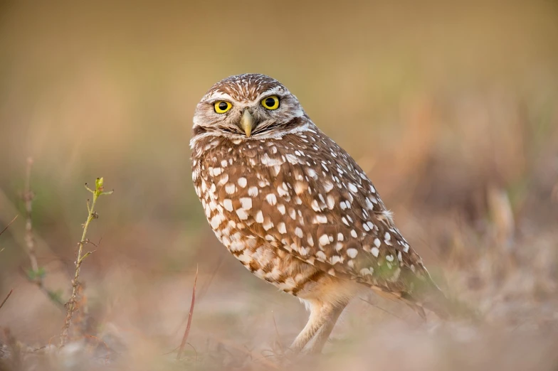 a brown and white owl standing on top of a grass covered field, a portrait, by Dietmar Damerau, shutterstock, fine art, morning golden hour, spectacled, oklahoma, birds are all over the ground