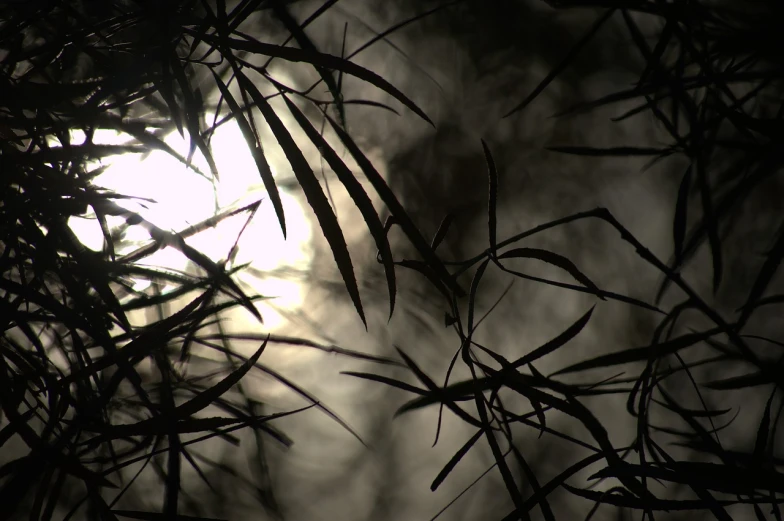 the sun shines through the leaves of a tree, a picture, inspired by Edo Murtić, flickr, lyrical abstraction, bamboo, volumetric fog and smoke, moon light, plants