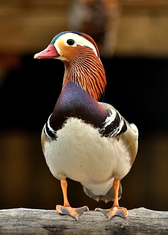 a close up of a bird on a branch, a portrait, by Jan Rustem, flickr, donald duck in real life, full body close-up shot, stylish deity, duck