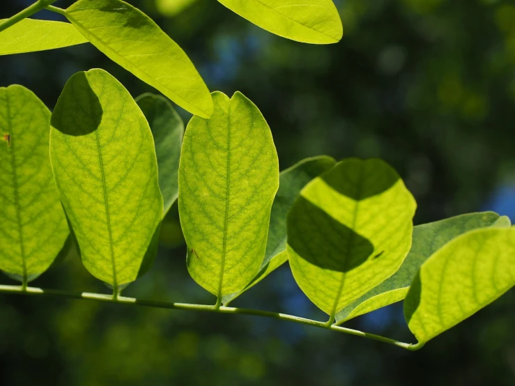 a close up of a plant with green leaves, by Jan Rustem, hurufiyya, backlight leaves, moringa oleifera leaves, magnolia big leaves and stems, closeup photo