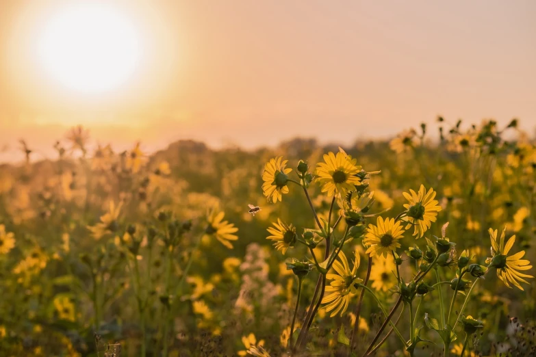 a field of yellow flowers with the sun setting in the background, swarming with insects, golden hour photo, alternate angle, uncropped