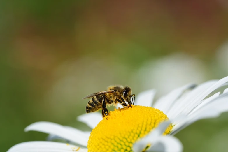 a bee sitting on top of a white flower, a macro photograph, by Erwin Bowien, shutterstock, figuration libre, high detail product photo, highly detailed picture, on a bright day, stock photo