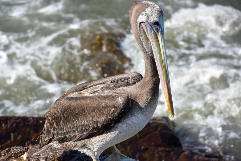 a pelican standing on a rock next to the ocean, a portrait, by Dave Melvin, shutterstock, closeup photo, stock photo, 5 years old, detailed zoom photo