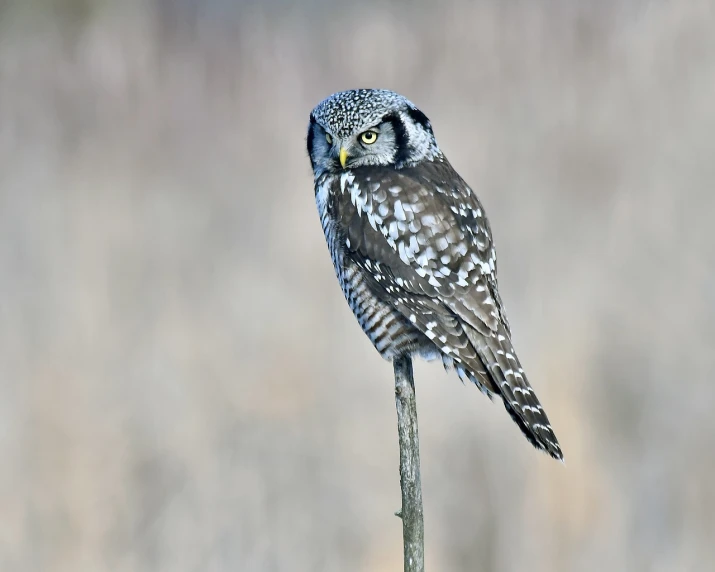 a small owl sitting on top of a tree branch, shutterstock, standing tall, spotted, big chin, very sharp photo
