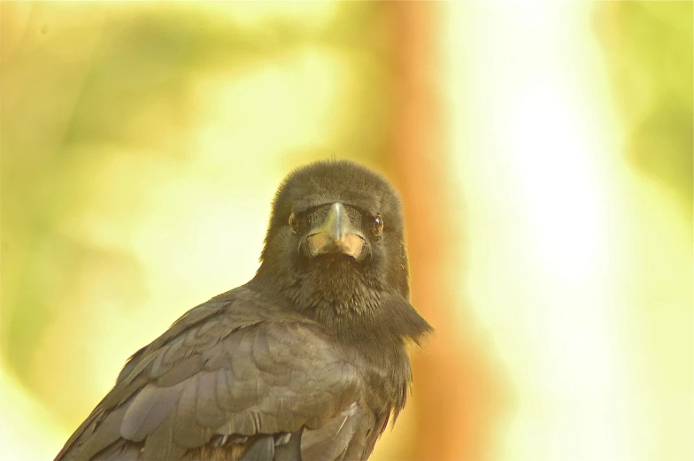 a close up of a bird with a blurry background, a portrait, inspired by Gonzalo Endara Crow, flickr, renaissance, with the sun shining on it, haida, shot with hasselblade camera, bear