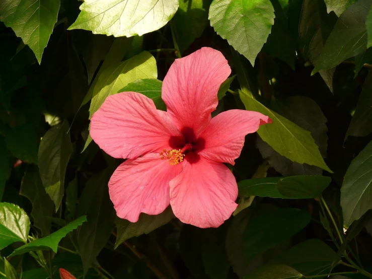 a pink flower with green leaves in the background, by Anna Haifisch, flickr, hurufiyya, hibiscus, beautiful flower, taken in zoo, evening sun