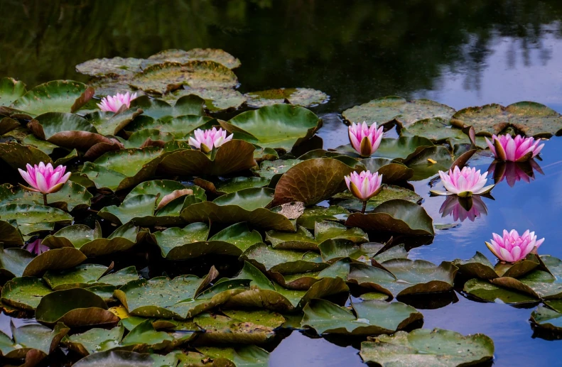 a pond filled with lots of pink water lilies, inspired by Monet, flickr, sigma 75mm, portrait n - 9, f / 3, michael bair